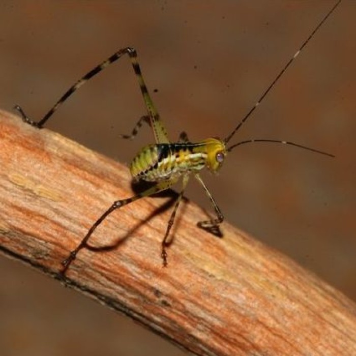 hover image