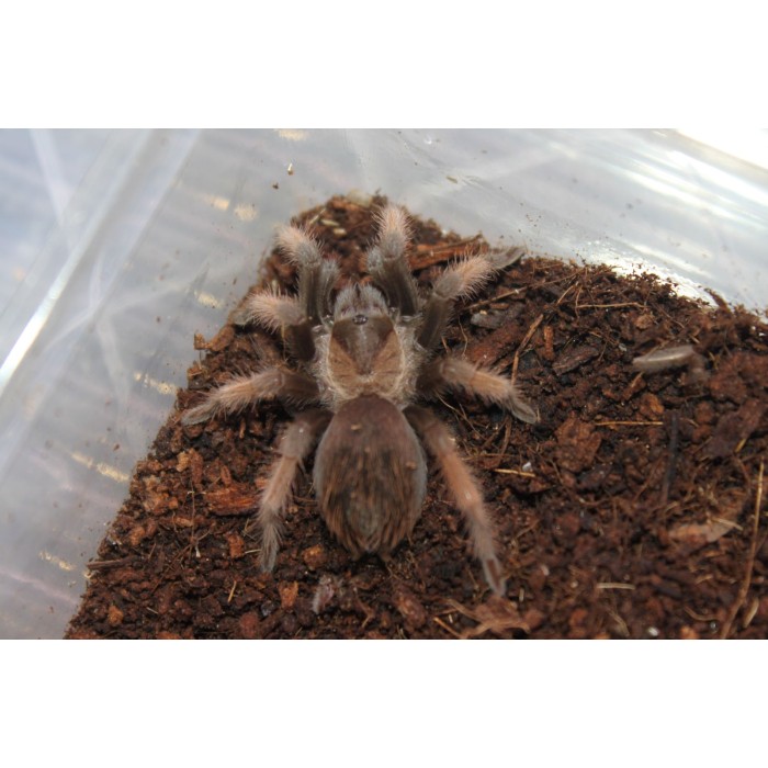 Brachypelma emilia