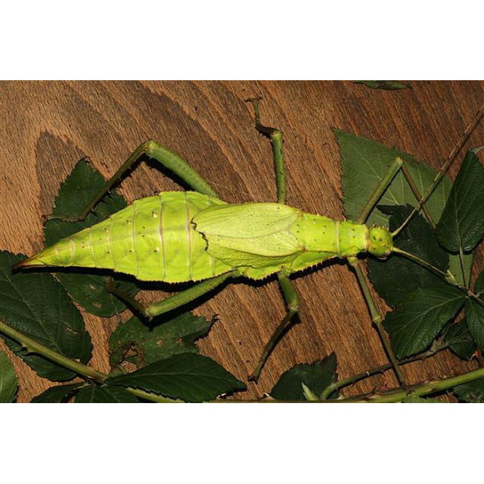 Heteropteryx dilatata