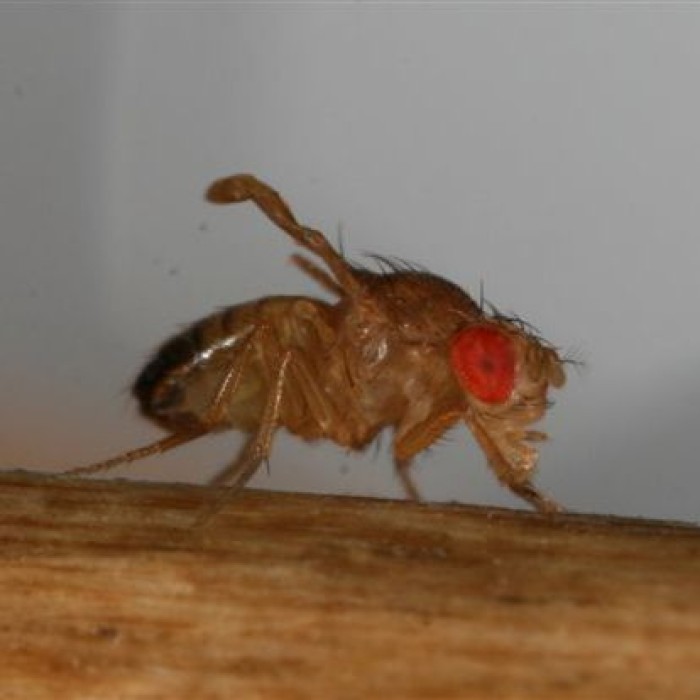 Nelétavé octomilky - Drosophila melanogaster