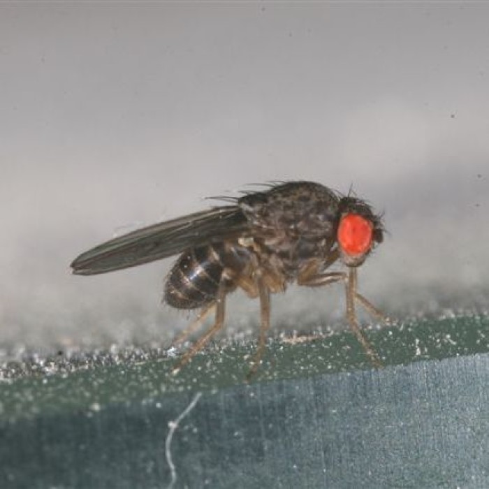 Nelétavé octomilky - Drosophila hydei