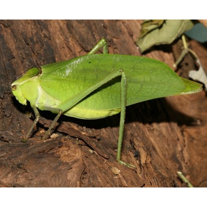 Stilpnochlora couloniana